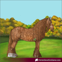 Horse Color:Chestnut  and Gray Chestnut 