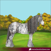 Horse Color:White Spotted Black  and White Spotted Classic Champagne 