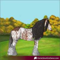 Horse Color:Bay Splash Frame  and Bay Splash 