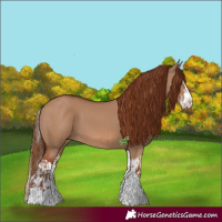 Horse Color:Red Dun  and Red Dun Splash 