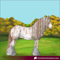 Horse Color:White Spotted Chestnut Frame  and White Spotted Chestnut Frame 