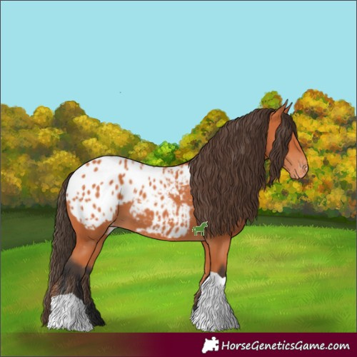 Horse Color:Bay Tobiano Blanket 