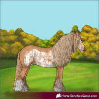 Horse Color:Chestnut Frame and Chestnut Frame Appaloosa