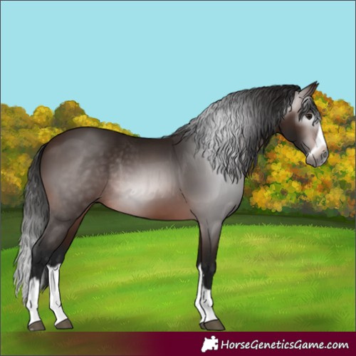 Horse Color:Gray Bay Splash Frame Rabicano
