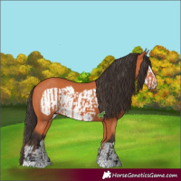 Horse Color:Bay and Bay Frame