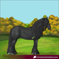 Horse Color:Black  and Black 