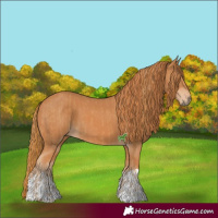 Horse Color:Chestnut  and Chestnut 
