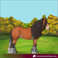 Horse Color:Bay  and Bay Splash 