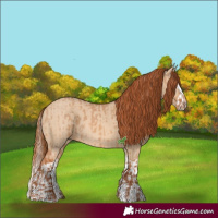 Horse Color:Red Dun  and Red Dun Splash 