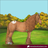 Horse Color:Chestnut  and Chestnut Appaloosa 