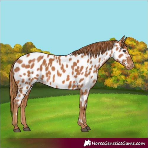 Horse Color:Chestnut Near Leopard 