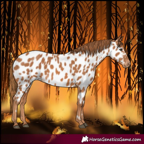 Horse Color:Chestnut Near Leopard 