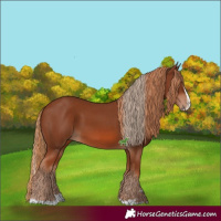 Horse Color:Chestnut  and Chestnut Splash 