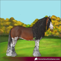 Horse Color:Bay  and Bay Splash 