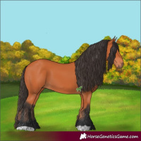 Horse Color:Bay 