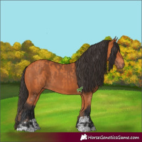 Horse Color:Bay and Bay