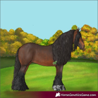 Horse Color:Bay and Brown