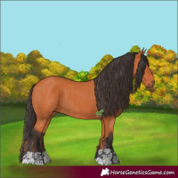 Horse Color:Bay and Bay