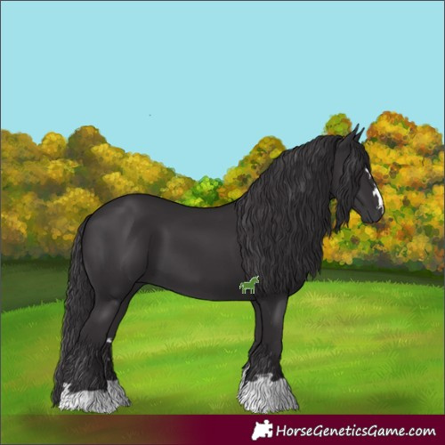 Horse Color:Smoky Black 