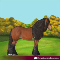 Horse Color:Bay and Bay