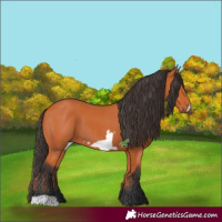 Horse Color:Bay and Bay Frame