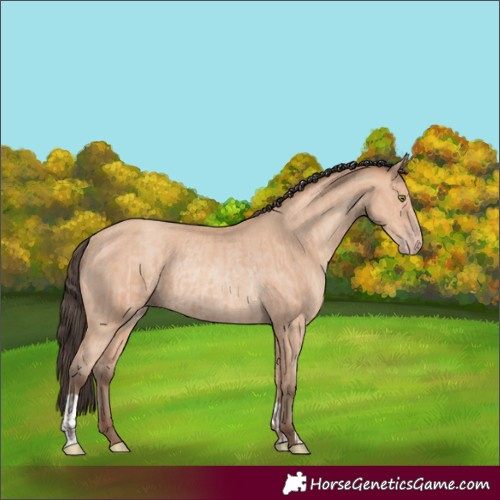 Horse Color:Amber Champagne Rabicano and Amber Champagne Rabicano