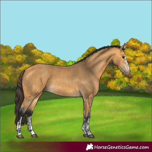 Horse Color:Buckskin  and Buckskin 