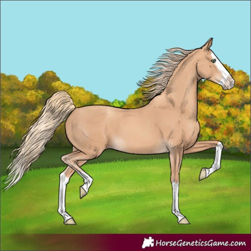 Horse Color:Gold Champagne Splash