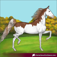 Horse Color:Chestnut Splash