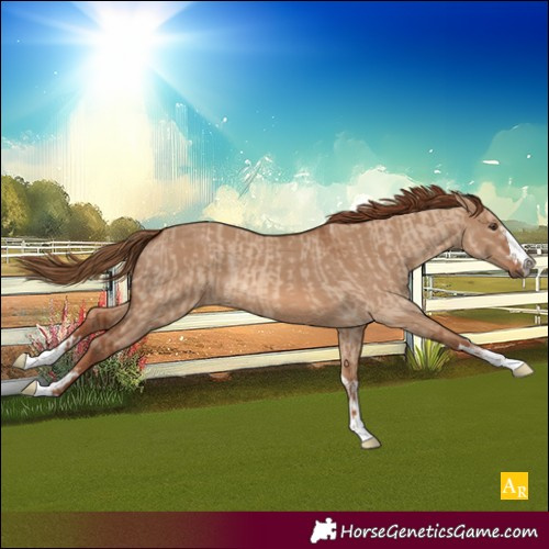 Horse Color:Red Dun  and Red Dun 