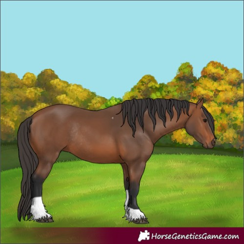 Horse Color:Bay Tobiano Rabicano 