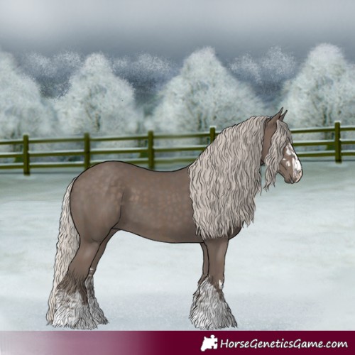 Horse Color:Silver Black  and Silver Black 