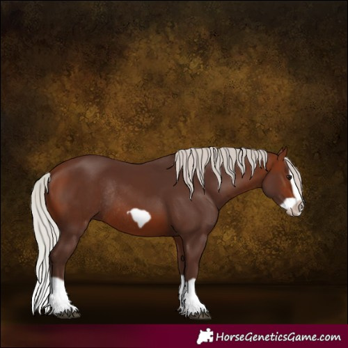 Horse Color:Silver Brown Splash Frame Rabicano