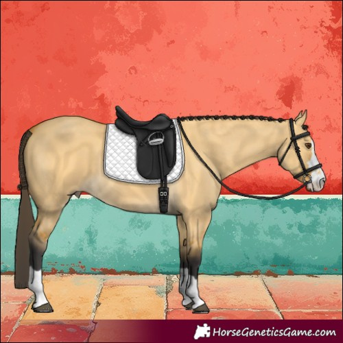 Horse Color:Buckskin Dun 
