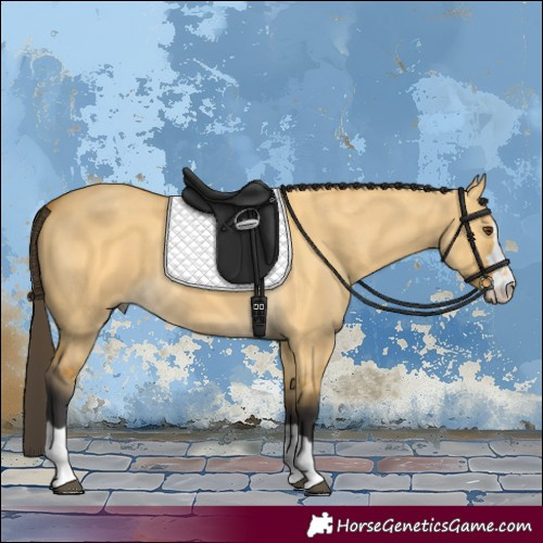 Horse Color:Buckskin Dun 