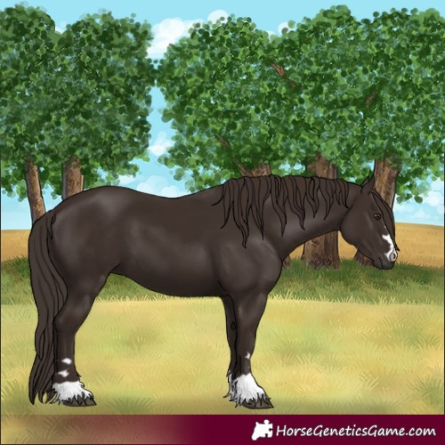 Horse Color:Liver Chestnut 