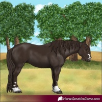 Horse Color:Liver Chestnut 