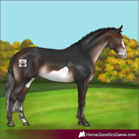 Horse Color:Brown Mushroom Frame Rabicano 