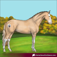 Horse Color:Gold Champagne  and Gold Champagne Splash 