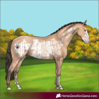 Horse Color:Amber Champagne  and Amber Champagne Frame 