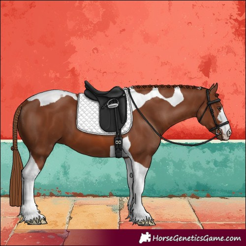 Horse Color:Chestnut Tobiano 