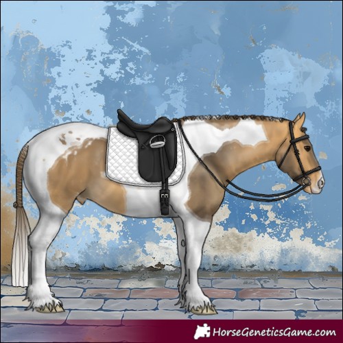 Horse Color:Buckskin Tobiano Skewed Appaloosa 