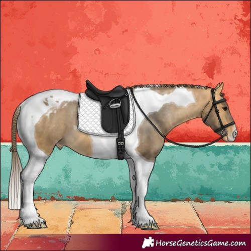 Horse Color:Buckskin Tobiano Skewed LP Spotted 