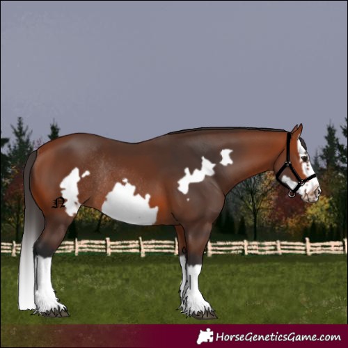 Horse Color:Unknown 