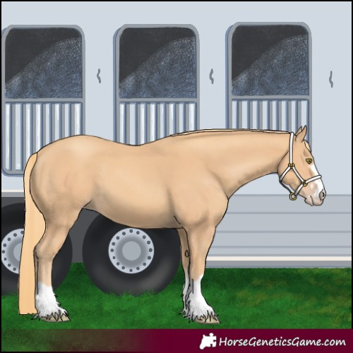 Horse Color:Gold Champagne