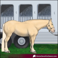 Horse Color:Gold Cream Champagne 