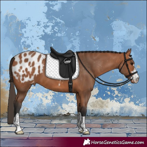 Horse Color:Bay Appaloosa