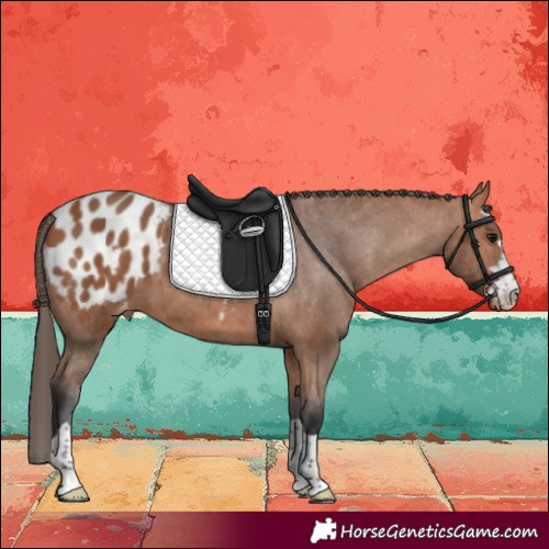 Horse Color:Bay Blanket 