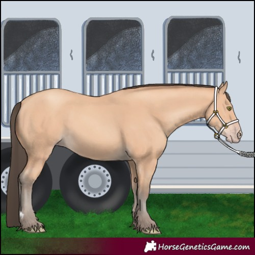 Horse Color:Amber Champagne 