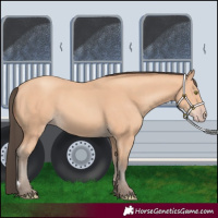 Horse Color:Amber Champagne 